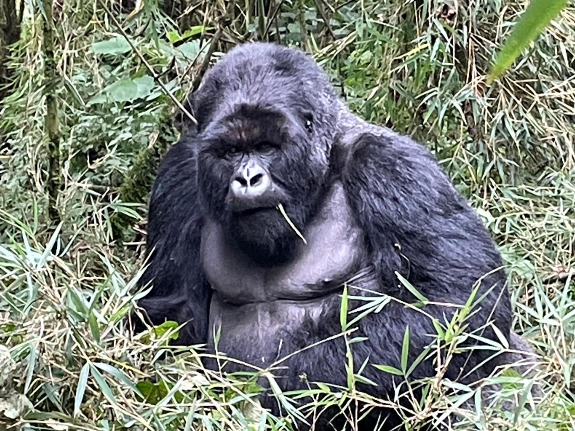 Le Bambou Gorilla Lodge Kinigi المظهر الخارجي الصورة